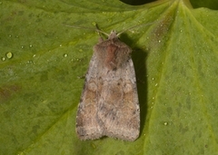 Ingrailed Clay (Diarsia mendica)