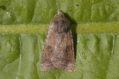 Ingrailed Clay (Diarsia mendica)