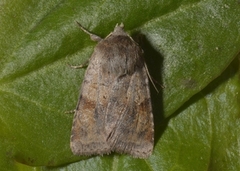 Ingrailed Clay (Diarsia mendica)