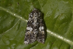Marbled Coronet (Hadena confusa)