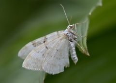 Hvit båndmåler (Xanthorhoe montanata)