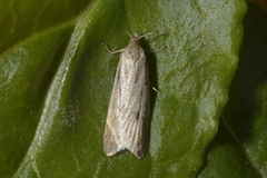 Dotted Shade (Eana osseana)