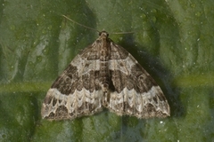Small Phoenix (Ecliptopera silaceata)