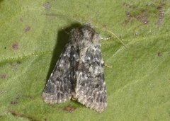 The Grey (Hadena caesia)