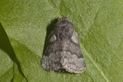 Pale Eggar (Trichiura crataegi)