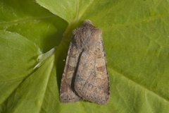 Ingrailed Clay (Diarsia mendica)