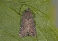 Teglrødt engfly (Apamea lateritia)