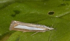 Pearl-band Grass Veneer (Catoptria margaritella)