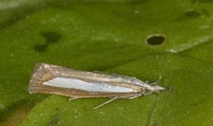 Perlemornebbmott (Catoptria margaritella)