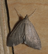 Marimjelleengmott (Anania fuscalis)