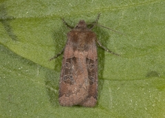 Kobberfly (Chersotis cuprea)