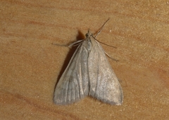 Klokkeengmott (Udea nebulalis)