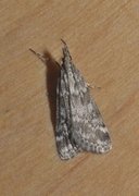 Heimosemott (Eudonia sudetica)