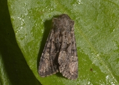 Brunt lærfly (Mniotype adusta)