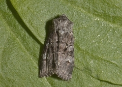 Glaucous Shears (Papestra biren)