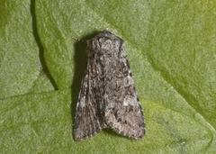 Glaucous Shears (Papestra biren)