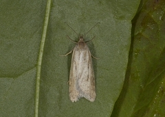 Dotted Shade (Eana osseana)