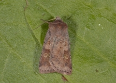 Ingrailed Clay (Diarsia mendica)