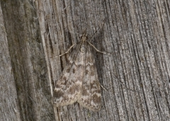 Heimosemott (Eudonia sudetica)