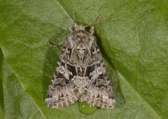 Gulflekkfly (Hada plebeja)