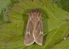 Antler Moth (Cerapteryx graminis)