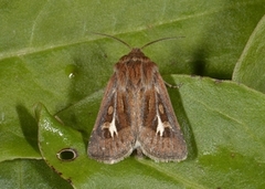 Gressmarkfly (Cerapteryx graminis)