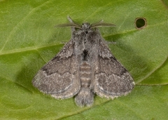 Pale Eggar (Trichiura crataegi)