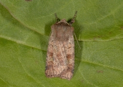 Ingrailed Clay (Diarsia mendica)