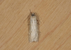 Dotted Shade (Eana osseana)