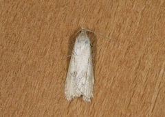 Dotted Shade (Eana osseana)