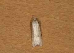 Dotted Shade (Eana osseana)