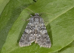 The Grey (Hadena caesia)