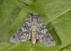The Grey (Hadena caesia)