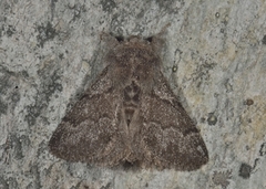 Pale Eggar (Trichiura crataegi)