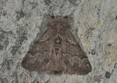 Hagtornspinner (Trichiura crataegi)