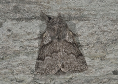 Pale Eggar (Trichiura crataegi)