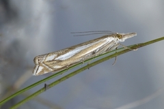 Hook-streaked Grass-Veneer (Crambus lathoniellus)
