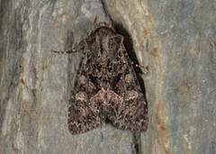 Brunt lærfly (Mniotype adusta)