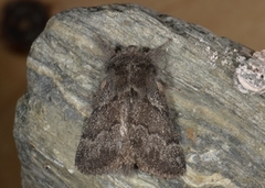 Hagtornspinner (Trichiura crataegi)