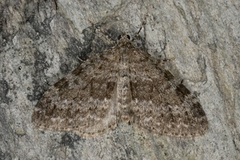 Grå bergmåler (Entephria caesiata)