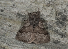 Pale Eggar (Trichiura crataegi)