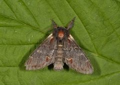 Iron Prominent (Notodonta dromedarius)