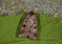 Purple Clay (Diarsia brunnea)
