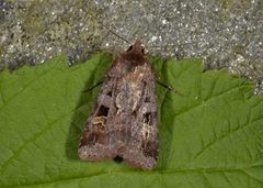 Rødfrynset teglfly (Diarsia brunnea)