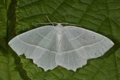 Light Emerald (Campaea margaritaria)