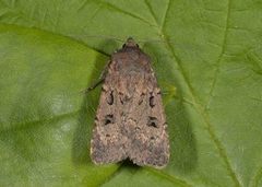 Double Dart (Graphiphora augur)