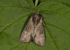 Kileengfly (Apamea crenata)