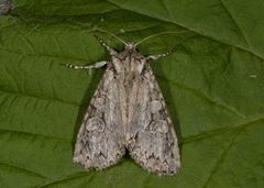Grey Arches (Polia nebulosa)