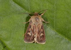 Antler Moth (Cerapteryx graminis)