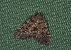 Chestnut-coloured Carpet (Thera cognata)